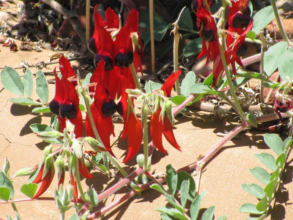 Kathys Place Bed And Breakfast Alice Springs Luaran gambar