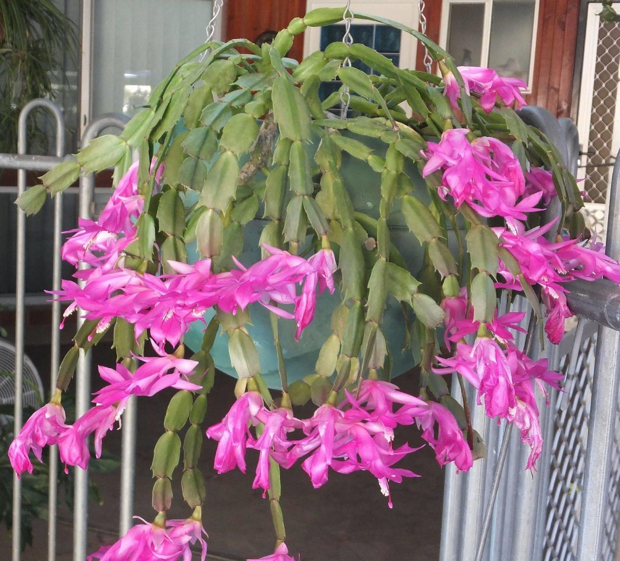 Kathys Place Bed And Breakfast Alice Springs Luaran gambar